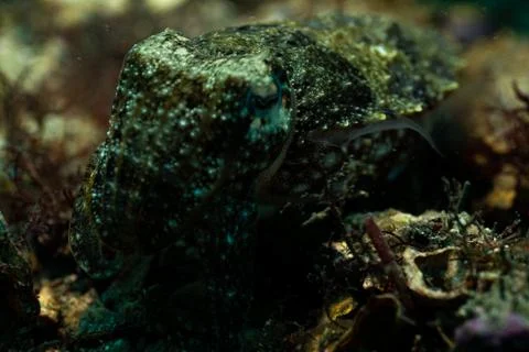 Close up cuttlefish Foto stock