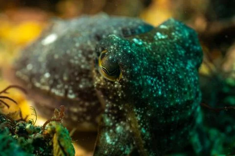 Close up cuttlefish Stock Photos