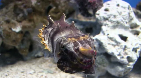 Close up of a cuttlefish swimming in a tank camera pans left Stock Footage 45090802