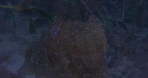 Close Up Of Cuttlefish Swims, 8K Stock Footage 331427227