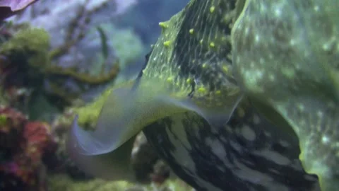Close-up of cuttlefish's fin fringe performing wave movements, colorful Stock-Footage 167402714