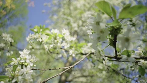 Close-up of cycads on tree branches in spring in the garden. Stock Footage 241232049