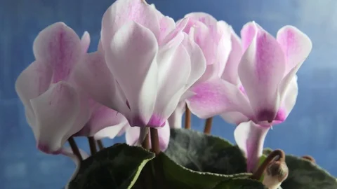 Close-up of cyclamen flowers Stock Footage 103134872