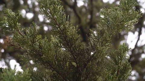 Close-up of cypress branches with cones, focus and unfocus details Stock Footage 82797505