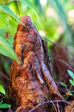 Close-Up of Cypress Knee Root Structure in Wetland – Nature Photography Stock Photos