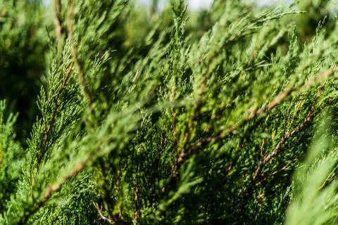 Close up cypress with shallow depth of field Stock Photos