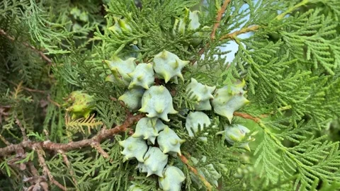Close up of cypress tree branch with cones. Natural background. Video stock 219839461