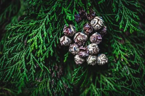 Close-up  on a cypress tree branch Stock Photos
