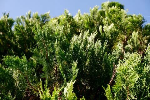 A close-up of the cypress tree from low angle Stock Photos