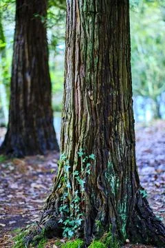 Close-up of cypress trunk in Ucieda forest, Cabuerniga Valley, Cantabria, Spa Stock Photos