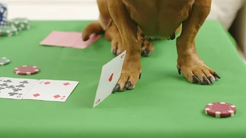 Close-up of a dachshund stands on a table with a poker game and cards. Stock Footage 167015201