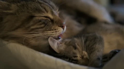 Close up, dad cat washes kitten. Domestic pets Video stock 262139716