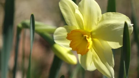 Close-up of Daffodil blossom in wind Video stock 53849376