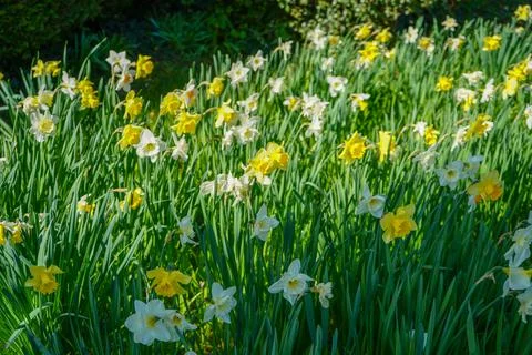Close up of daffodil flowers in the spring Stock Photos