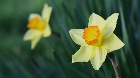 Close up Daffodil Stock Footage 35653265