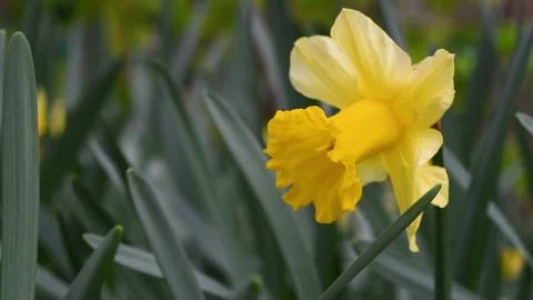 Close-up of daffodil in a garden. Stock Footage 329584918