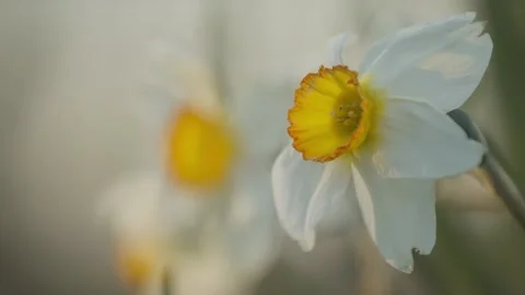 Close Up Daffodil Golden Hour Stock Footage 132467427