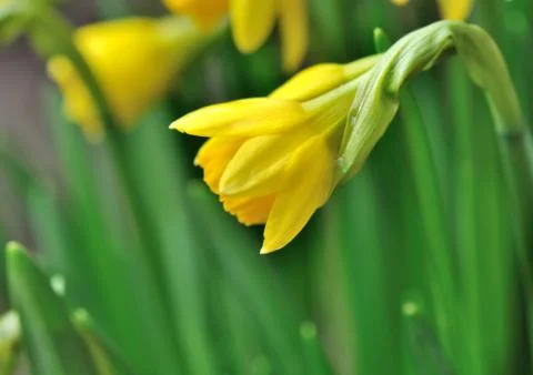 Close on daffodil on green  background Stock Photos