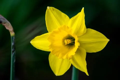 A close up of a daffodil, with a green background Stock Photos