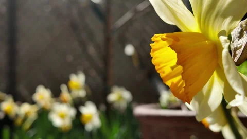 Close up of daffodil with more in background Stock Footage 332367322