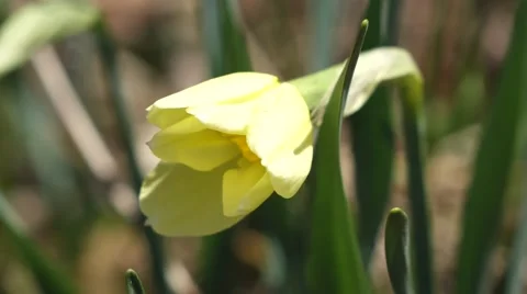 Close-up of Daffodil opening Video stock 53849686