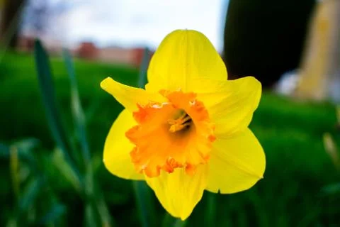 Close up of a daffodil Stock Photos