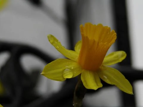 Up close with a daffodil 库存照片