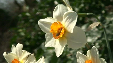 Close up of a daffodil in spring. HD 1080i Stock Footage 67477