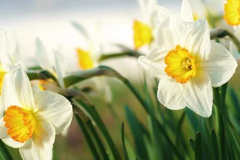 Close up of a daffodil in sunshine Stock Photos