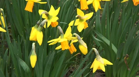 Close up Daffodils-07 Video stock 35859420