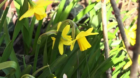 Close up on daffodils 4K Stock Footage 48756215