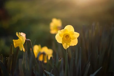 Close up on Daffodils backlit by sunset light Stock Photos