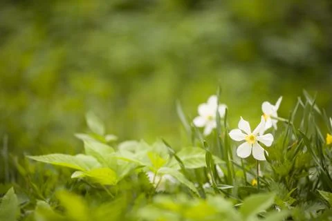 Close up of a daffodils, concept of spring coming. Bright green park Stock Photos