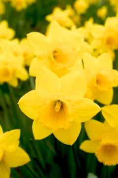 Close up of daffodils in field Stock Photos
