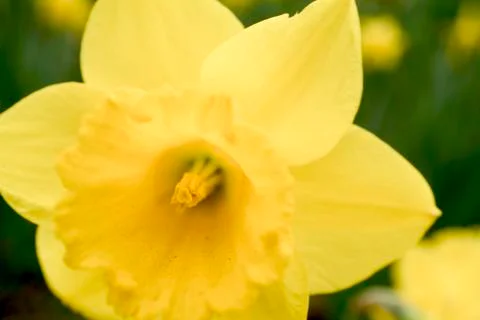 Close up of daffodils in field Stock Photos