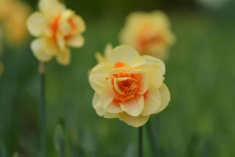 Close up of daffodils field Spring background Netherlands. Stock-Fotos