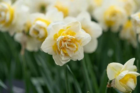 Close up of daffodils field Spring background Netherlands. 스톡 사진