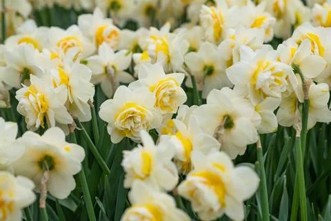 Close up of daffodils field Spring background Netherlands. 스톡 사진