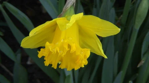 Close up Daffodils in flower bed-02 Stock Footage 35596721