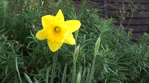 Close up Daffodils in flower bed-03 Stock Footage 35596608