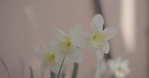 Close Up of Daffodils Stock Footage 306174565
