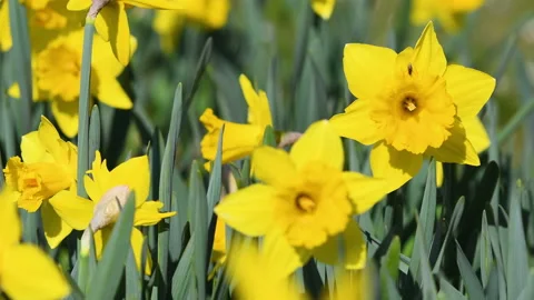 Close-up of daffodils in a garden. Stock Footage 172219053