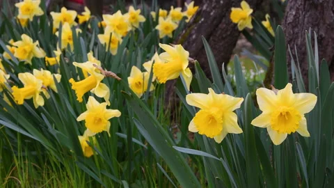 Close-up of daffodils in a garden. Stock-Footage 181545349