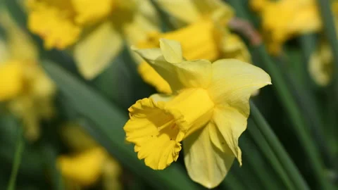 Close-up of daffodils in a garden Stock Footage 181593132