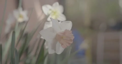 Close Up of Daffodils in the garden RAW Stock Footage 306174562