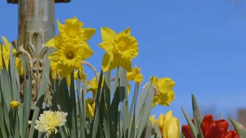 Close up of Daffodils on Main Street During the Daffodil Parade, Nantucket Stock Footage 87724284