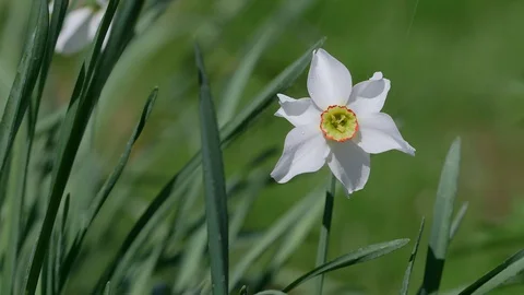 Close Up Daffodils White Narcissus In The Backyard Garden During Rain Waterin 库存影片 129512249