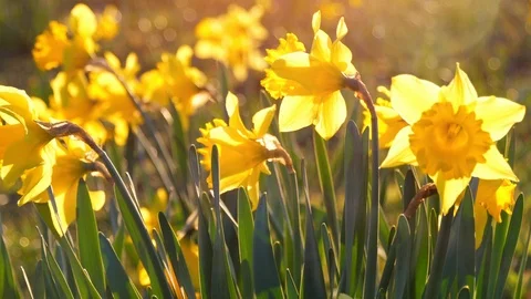 Close Up Daffodils Yellow Field Meadow Easter Flower Nature Slow Motion Flare Stock Footage 88451497