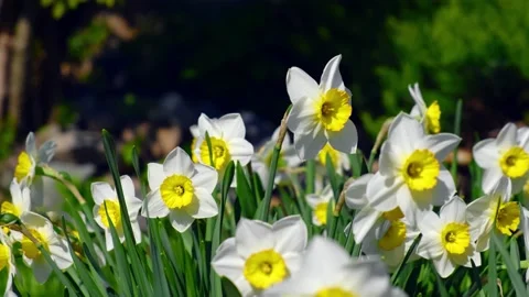 Close Up Daffodils Yellow Slow Motion. Beautiful yellow narcissus flower with Stock Footage 130198998