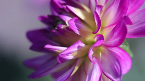 Close up Dahila 動画素材 35653430